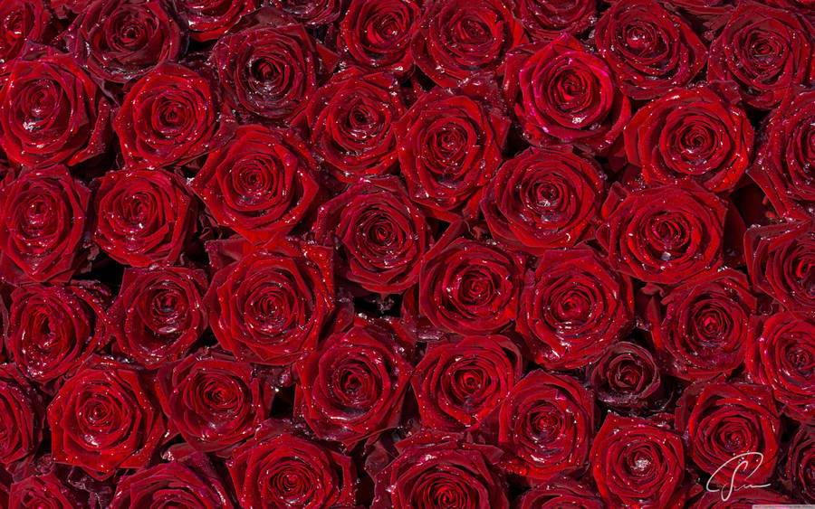 Beautiful Rose Flowers
