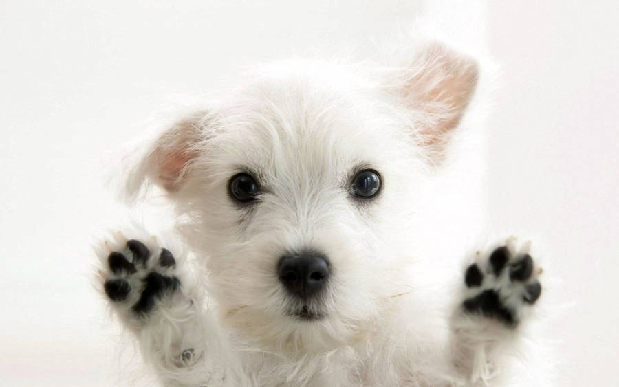 Cute Dogs | Free Wallpapers 